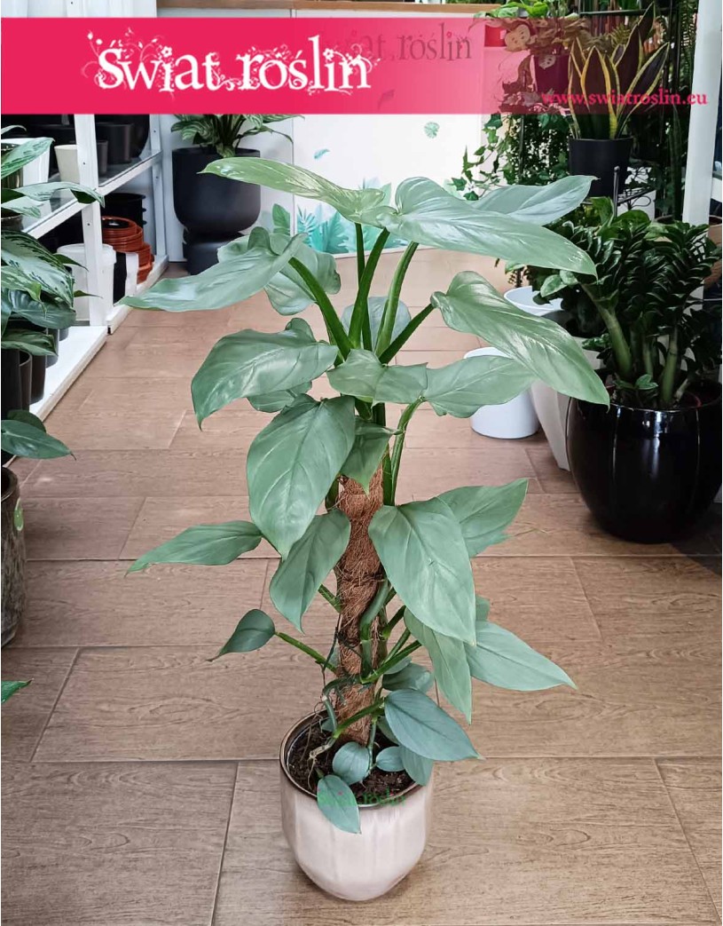 Filodendron Silver Queen, Philodendron Silver Queen