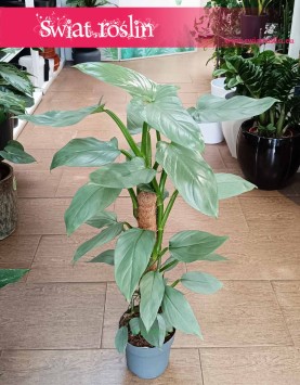 Filodendron Silver Queen roślina do bira do domu do firmy  do mieszkania, Philodendron Silver Queen