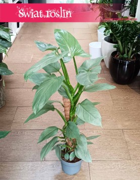 Filodendron Silver Queen, roślina Philodendron Silver Queen sklep z roślinami w Krakowie
