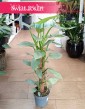 Filodendron Silver Queen sklep interenetowy online wysyłka, Philodendron Silver Queen