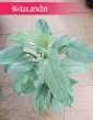 Filodendron Silver Queen, Philodendron Silver Queen sklep z roślinami wysyłka roślin