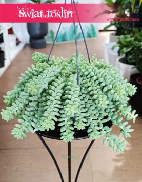 Sedum buritto, Rozchodnik