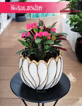 Euphorbia Milii Olympia, Wilczomlecz Milii Olympia