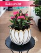 Euphorbia Milii Olympia, Wilczomlecz Milii Olympia