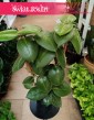 Hoya Calycina Stargazer kup online w najlepszej cenie i jakości z dostawą, Hoja Calycina Stargazer