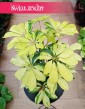 Schefflera Arboricola Melanie łątwa w uprawie roślina doniczkowa z dostawą ze sklepu online, Szeflera Arboricola Melanie