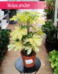 Schefflera Arboricola Melanie w najlepszej cenie i jakości z dostawą ze sklepu online, Szeflera Arboricola Melanie