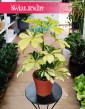 Schefflera Arboricola Melanie sklep internetowy online z roślinami doniczkowymi z dostawą, Szeflera Arboricola Melanie
