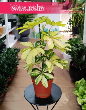 Schefflera Arboricola Melanie kup w Krakowie lub w sklepie online z roślinami z dostawą, Szeflera Arboricola Melanie