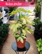 Schefflera Arboricola Melanie kup w Krakowie lub w sklepie online z roślinami z dostawą, Szeflera Arboricola Melanie
