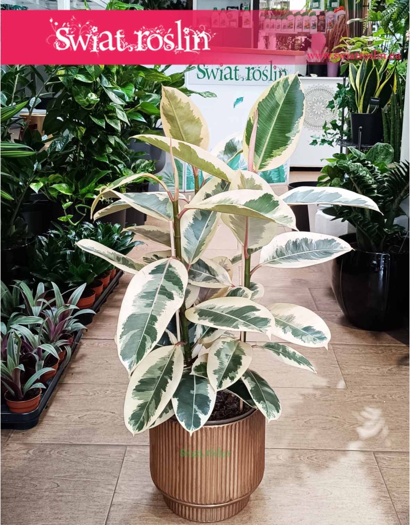 Wielki Ficus Elastica Tineke, Duży Fikus Tineke, Figowiec Sprężysty Tineke