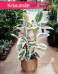 Wielki Ficus Elastica Tineke, Duży Fikus Tineke, Figowiec Sprężysty Tineke