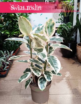 Wielki Ficus Elastica Tineke do kupienia z wysyłką do domu do biura do firmy w najlepszej jakości i cenie, Duży Fikus Tineke