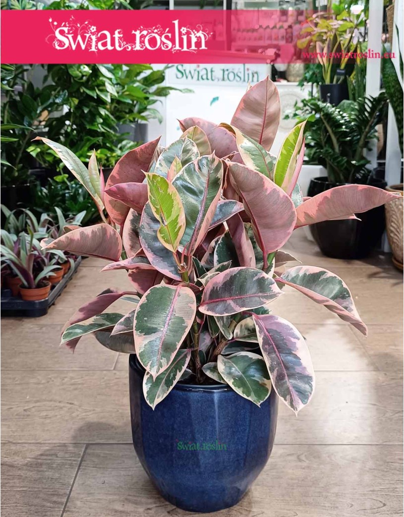 Ficus Elastica Belize duży rozmiar, Fikus Elastica Belize, Fikus Sprężysty