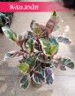 Ficus Elastica Belize, Fikus Elastica Belize, Fikus Sprężysty, Wysyłka roślin sklep