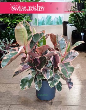 Ficus Elastica Belize, Fikus Elastica Belize, Fikus Sprężysty, Fikus Belize sklep internetowy z roślinami online