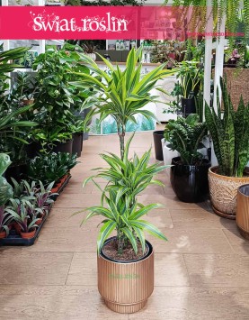 Dracena Lemon Lime 3 pnie, Dracaena Lemon Lime 3 pnie