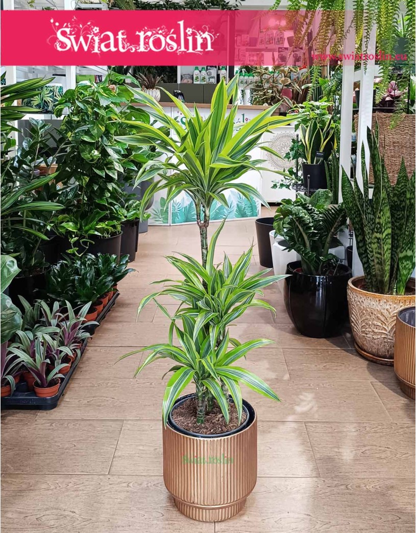 Dracena Lemon Lime 3 pnie, Dracaena Lemon Lime 3 pnie