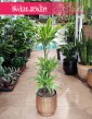 Dracena Lemon Lime 3 pnie, Dracaena Lemon Lime 3 pnie