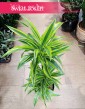 Dracena Lemon Lime 3 pnie do biura do domu do firmy sklep internetowy online, Dracaena Lemon Lime 3 pnie