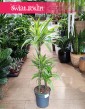 Dracena Lemon Lime 3 pnie, Dracaena Lemon Lime 3 pnie do kupienia w sklepie wysyłka roślin