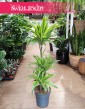 Dracena Lemon Lime 3 pnie  do kupienia w sklepie w Krakowie lub z wysyłką, Dracaena Lemon Lime 3 pnie