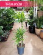 Dracena Lemon trzypienna, Dracaena Lemon Lime trzypienna
