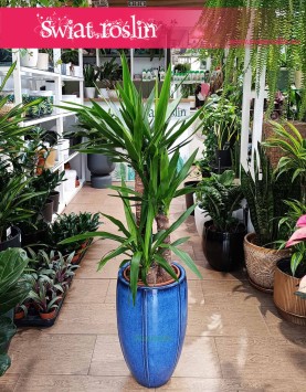 Juka Gwatemalska, Yucca Elephantipes