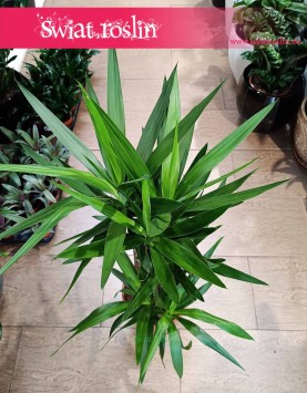 Juka Gwatemalska najlepsza jakość najlepsza cena z dostawą, Yucca Elephantipes, Stopa Słonia