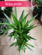 Juka Gwatemalska najlepsza jakość najlepsza cena z dostawą, Yucca Elephantipes, Stopa Słonia