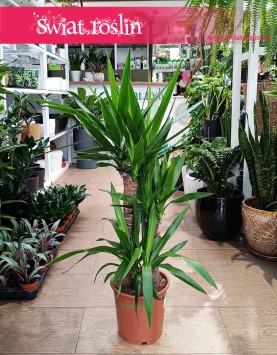 Juka Gwatemalska do kupienia w Krakowie lub online z dostawą, Yucca Elephantipes
