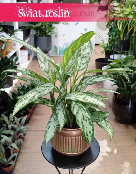 Aglaonema Silver Queen, Aglonema Silver Queen