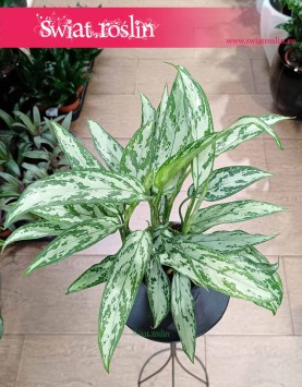 Aglaonema Silver Queen, Aglonema Silver Queen sklep online internetowy z dostawą pod drzwi