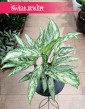 Aglaonema Silver Queen, Aglonema Silver Queen sklep online internetowy z dostawą pod drzwi