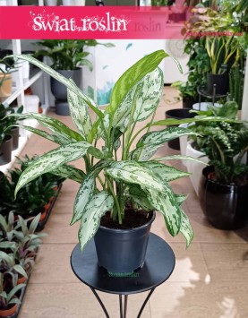 Aglaonema Silver Queen, Aglonema Silver Queen do kupienia online z dostwą kurierem pod drzwi