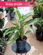 Aglaonema Silver Queen, Aglonema Silver Queen w nejlepszej cenie i jakości do kupienia online z dostawą