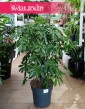 Schefflera Arboricola Compacta, Szeflera Compacta