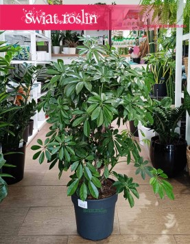 Schefflera Arboricola Compacta do biura do firmy do salonu na korytarz do dużej przestrzeni