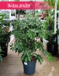 Schefflera Arboricola Compacta do biura do firmy do salonu na korytarz do dużej przestrzeni