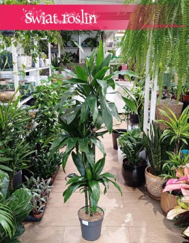 Dracaena Janet Craig sklep internetowy online, Dracena Janet Craig
