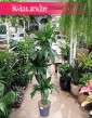 Dracaena Janet Craig sklep internetowy online, Dracena Janet Craig
