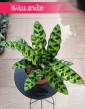 Kalatea Insignis, Calathea insignis, Kalatea Lancetowata sklep internetowy online z dostawą