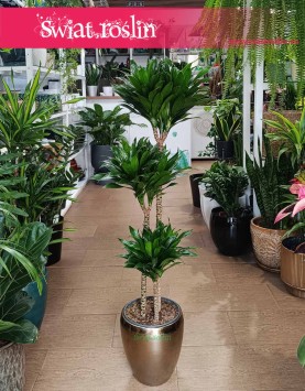 Duża Dracena Compacta, Wielka Dracaena Compacta - trzy pnie
