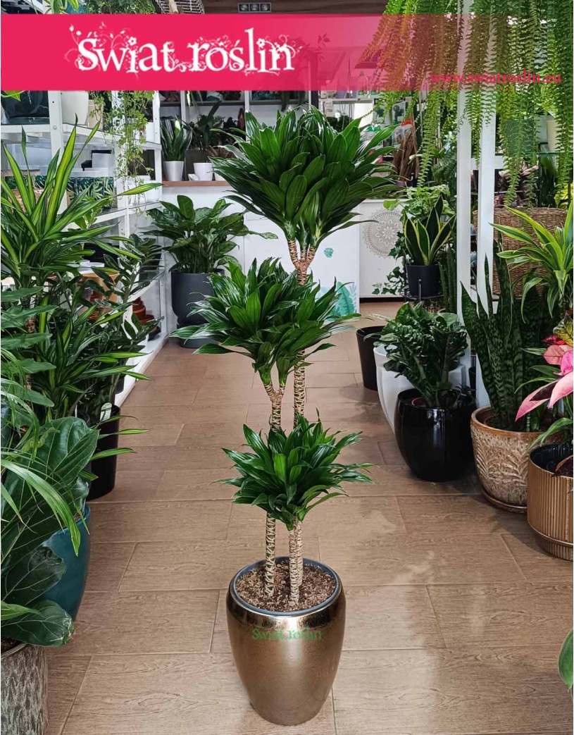 Duża Dracena Compacta, Wielka Dracaena Compacta - trzy pnie