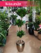 Duża Dracena Compacta, Wielka Dracaena Compacta - trzy pnie