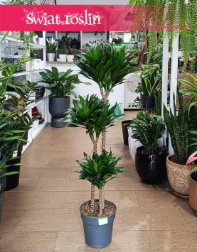 Duża Dracaena Compacta, Wielka Dracena Compacta sklep online wysyłka roślin doniczkowych