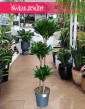 Duża Dracaena Compacta, Wielka Dracena Compacta sklep online wysyłka roślin doniczkowych