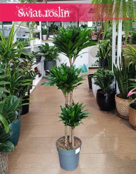 Duża Dracaena Compacta, Wielka Dracena Compactaw najlepszej cenie i jakości z dostawą