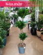 Duża Dracaena Compacta, Wielka Dracena Compactaw najlepszej cenie i jakości z dostawą