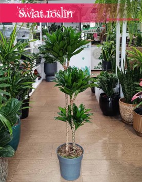 Duża Dracaena Compacta, Wielka Dracena Compacta, rosliny doniczkowe Kraków, dracena Kraków sklep